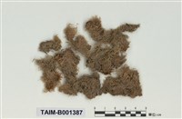 藏品(暖地泥炭苔)的圖片